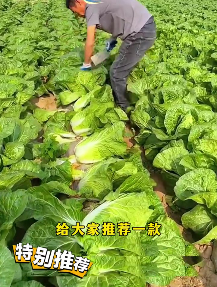 夏天也可以种白菜,夏阳大白菜,能耐30度高温