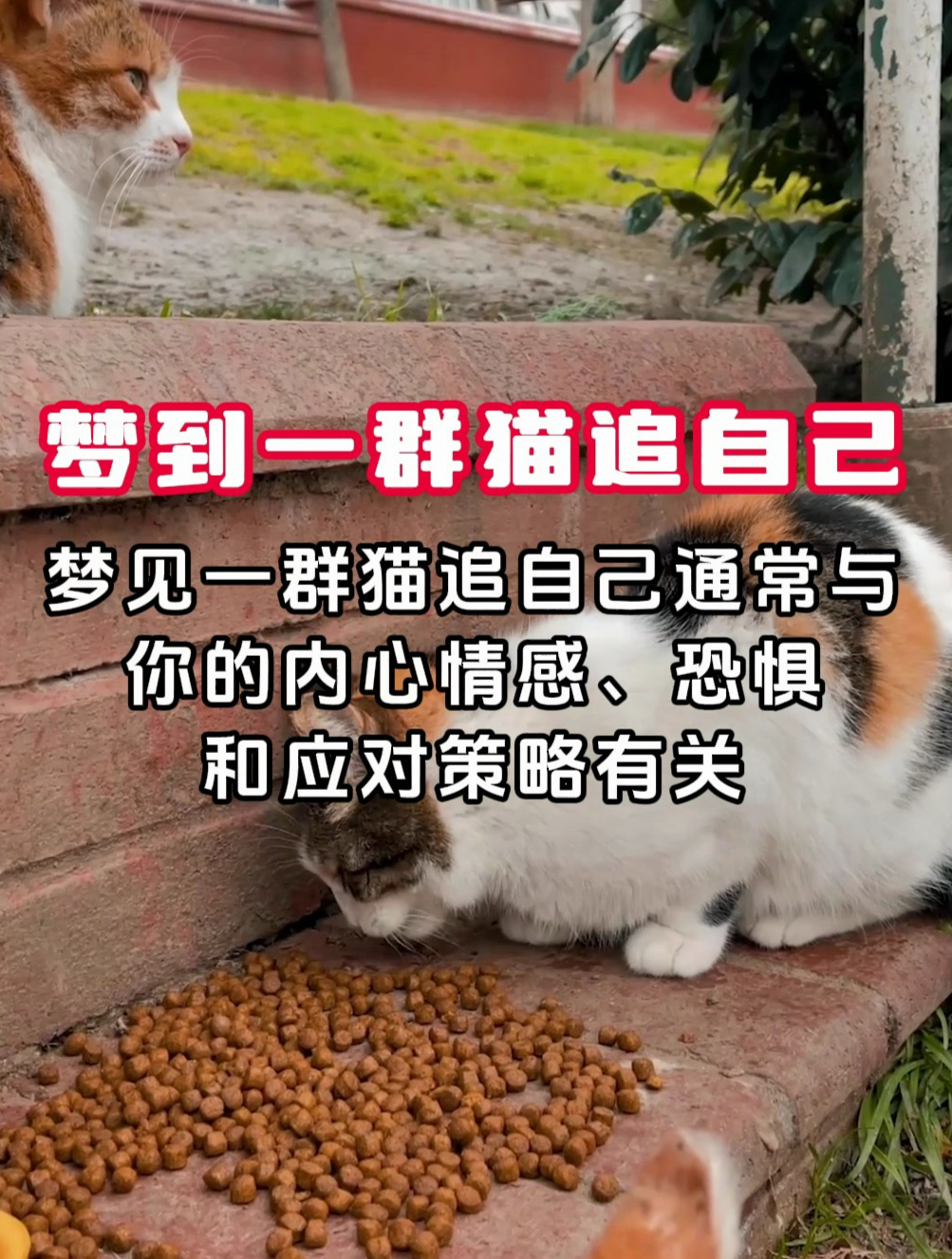 如果你梦到一群猫追自己……
