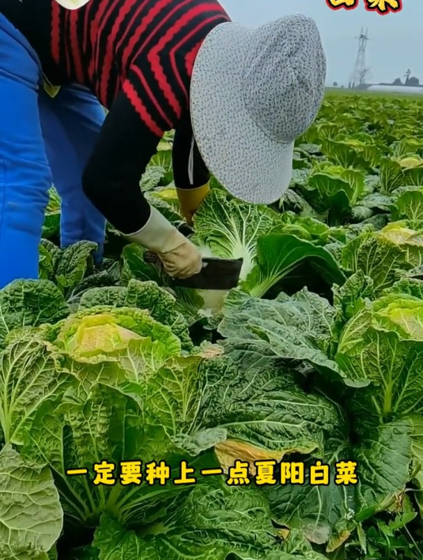 夏阳大白菜,白菜中的“霸主”,颗颗十几斤重