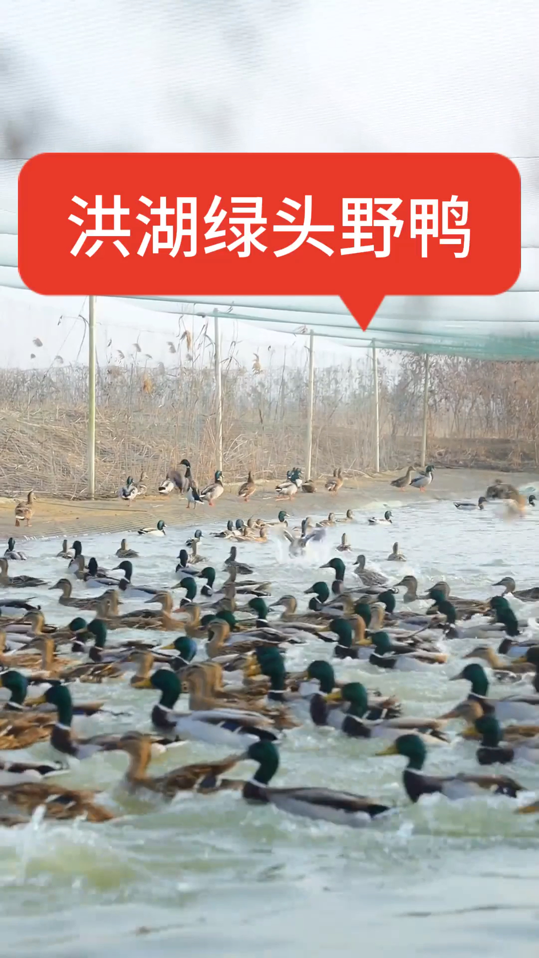野鸭品种洪湖绿头野鸭