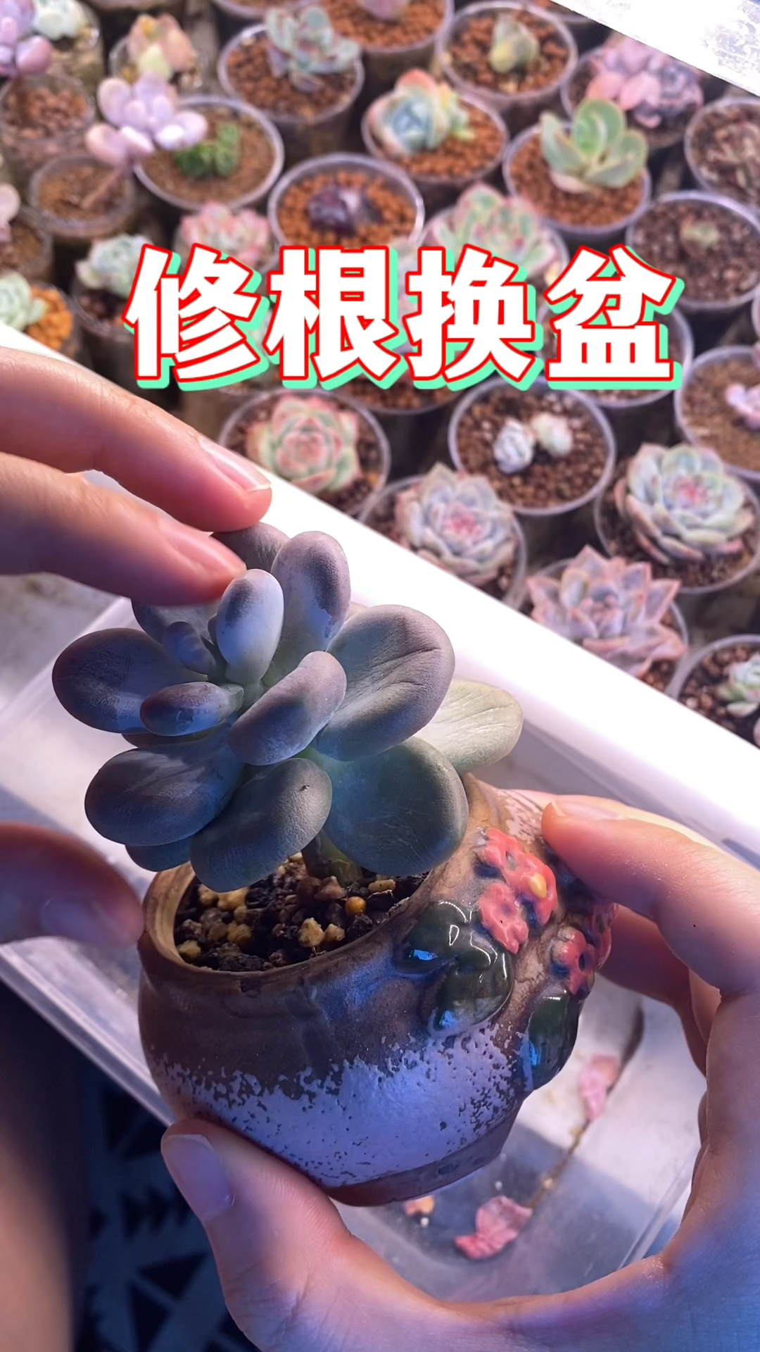 给奶酪多肉换盆中