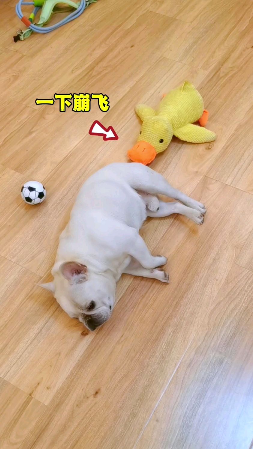纯实力!一下把小鸭子崩飞了～哈哈哈哈