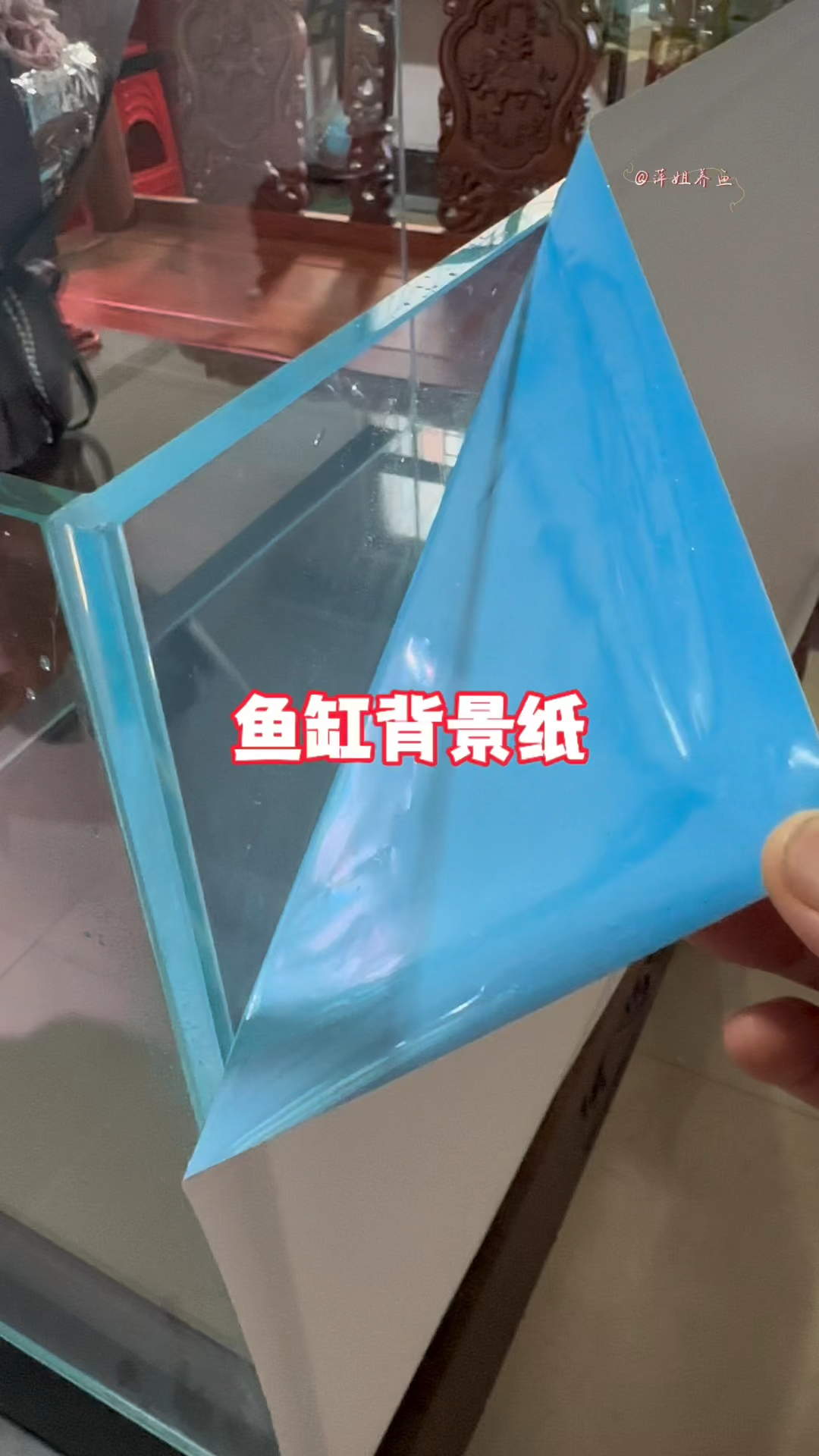 鱼缸好不好看,关键看你是否贴有背景纸#水族 #鱼缸里的大自然