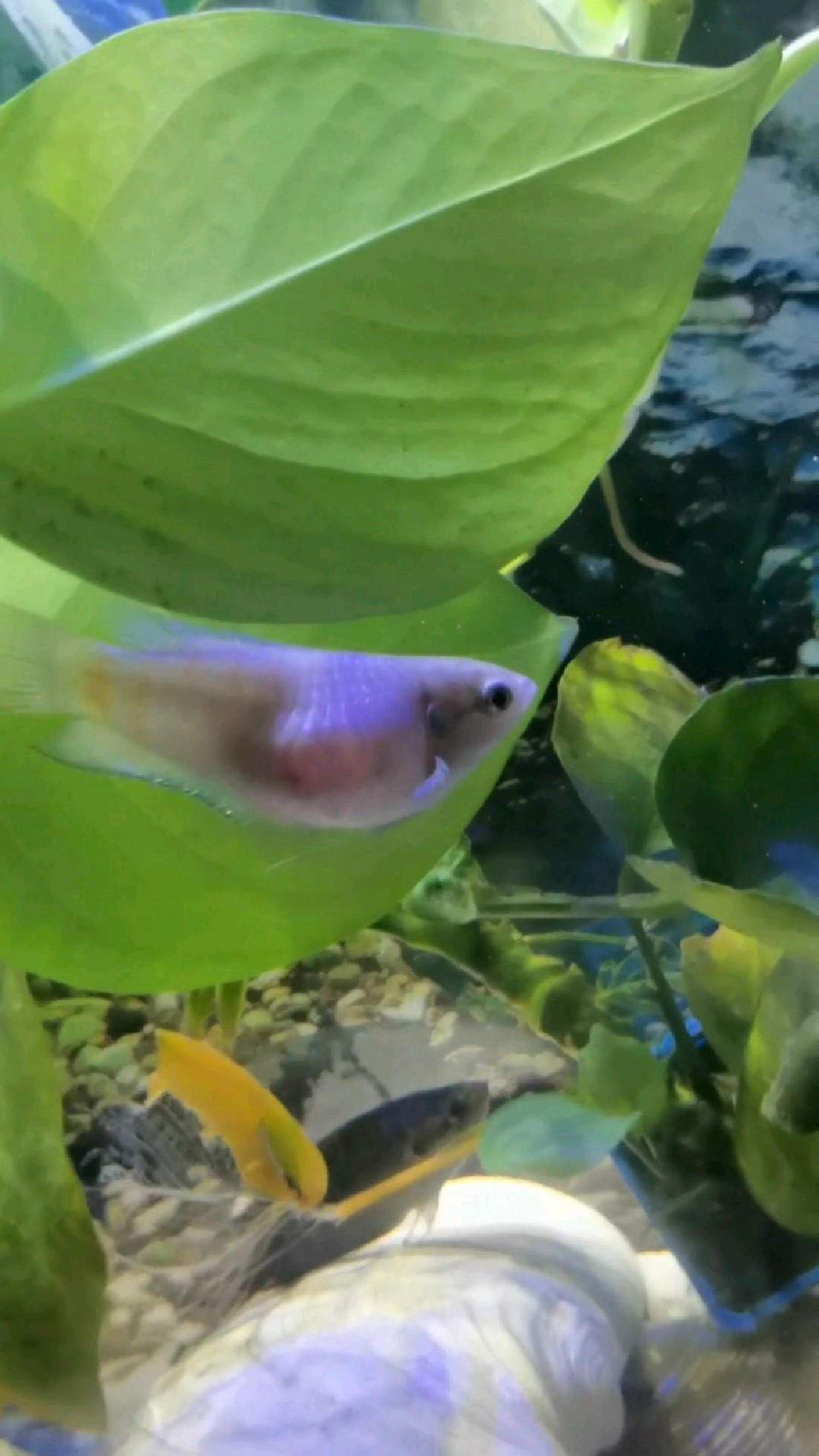 我家的红纹屁怀孕啦!#观赏鱼#哪些鱼好养#鱼妈妈怀孕了,快生宝宝