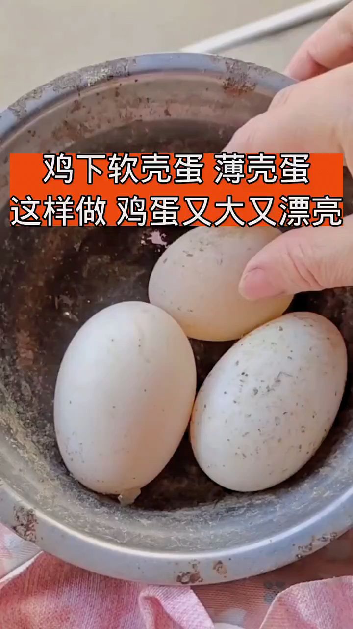 鸡下软壳蛋薄皮蛋,怎么办