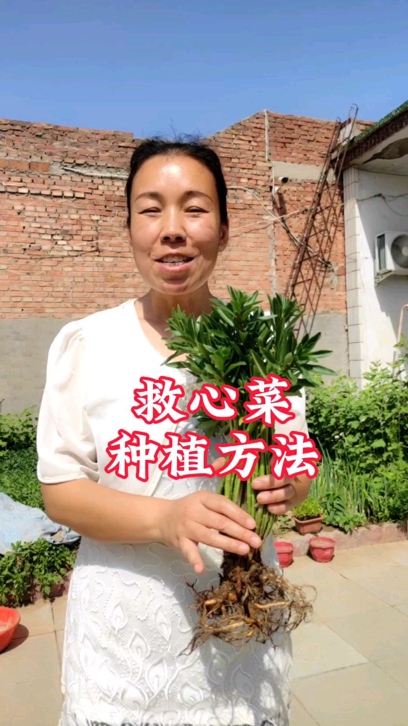 救心菜对身体好处多,怎么种植?30秒了解