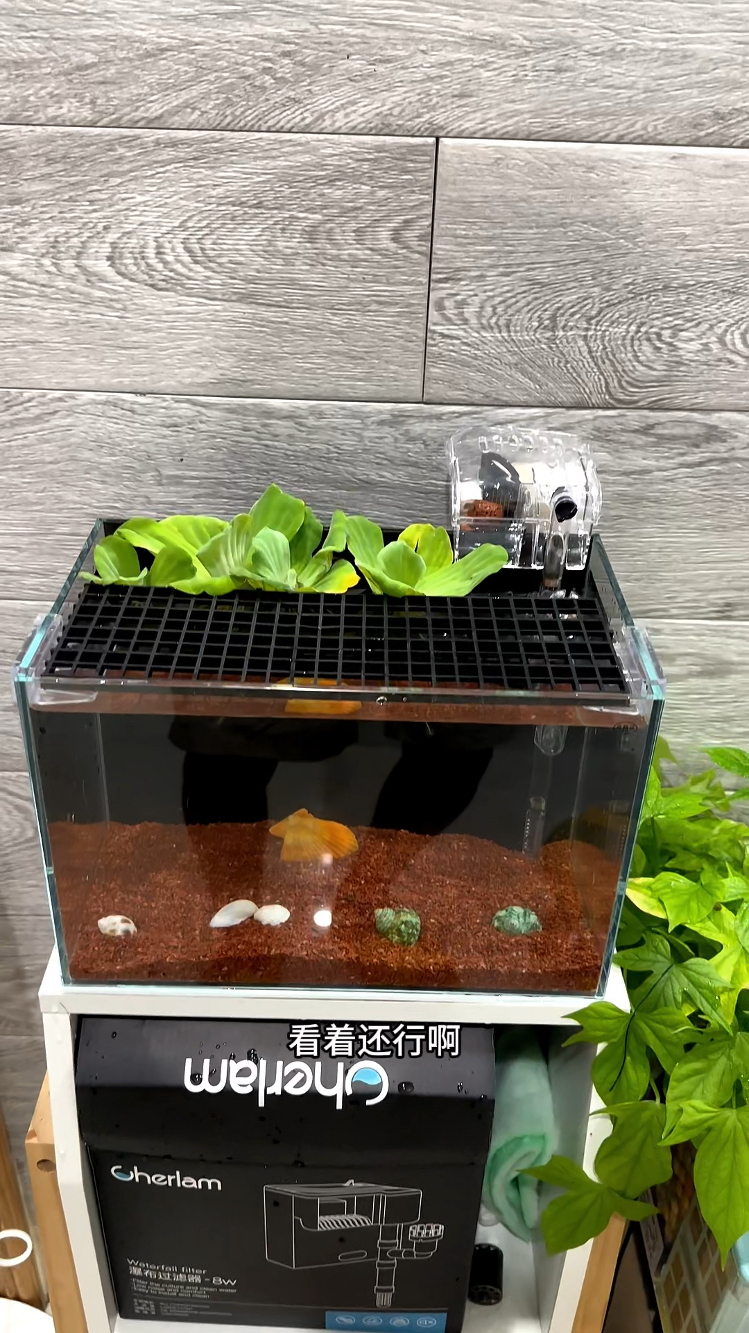 今天入手了一个30公分的小鱼缸,简单的搭配一下,感觉还行