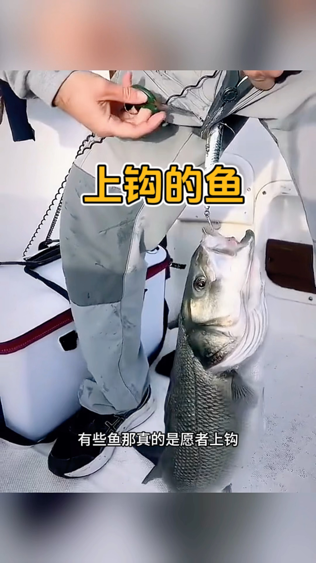 上钩的鱼,钩的真准