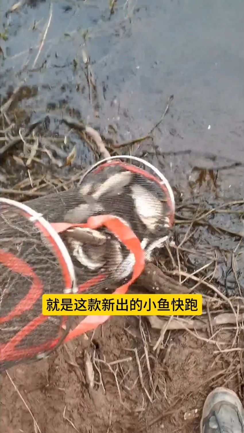 老鬼鱼饵公司出了款专钓大鱼的饵料,老鬼小鱼快跑饵料