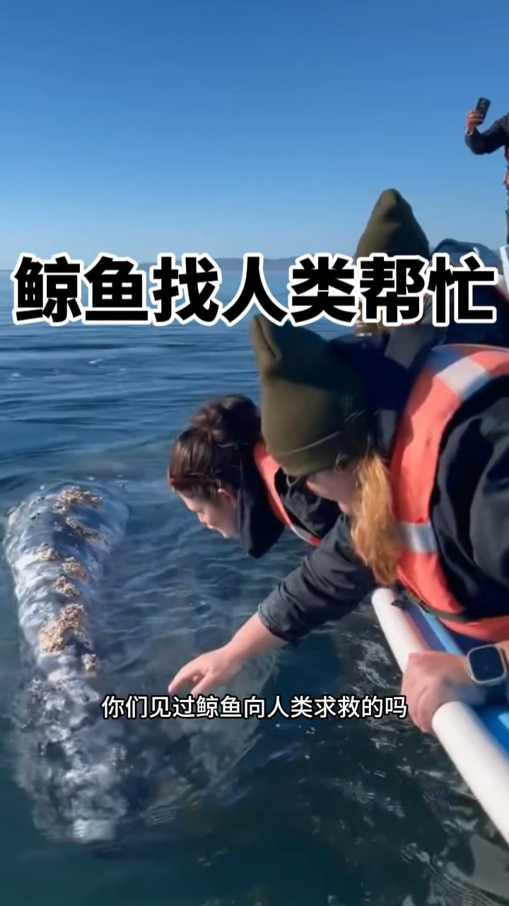 身上长满了藤壶,鲸鱼找人类帮忙