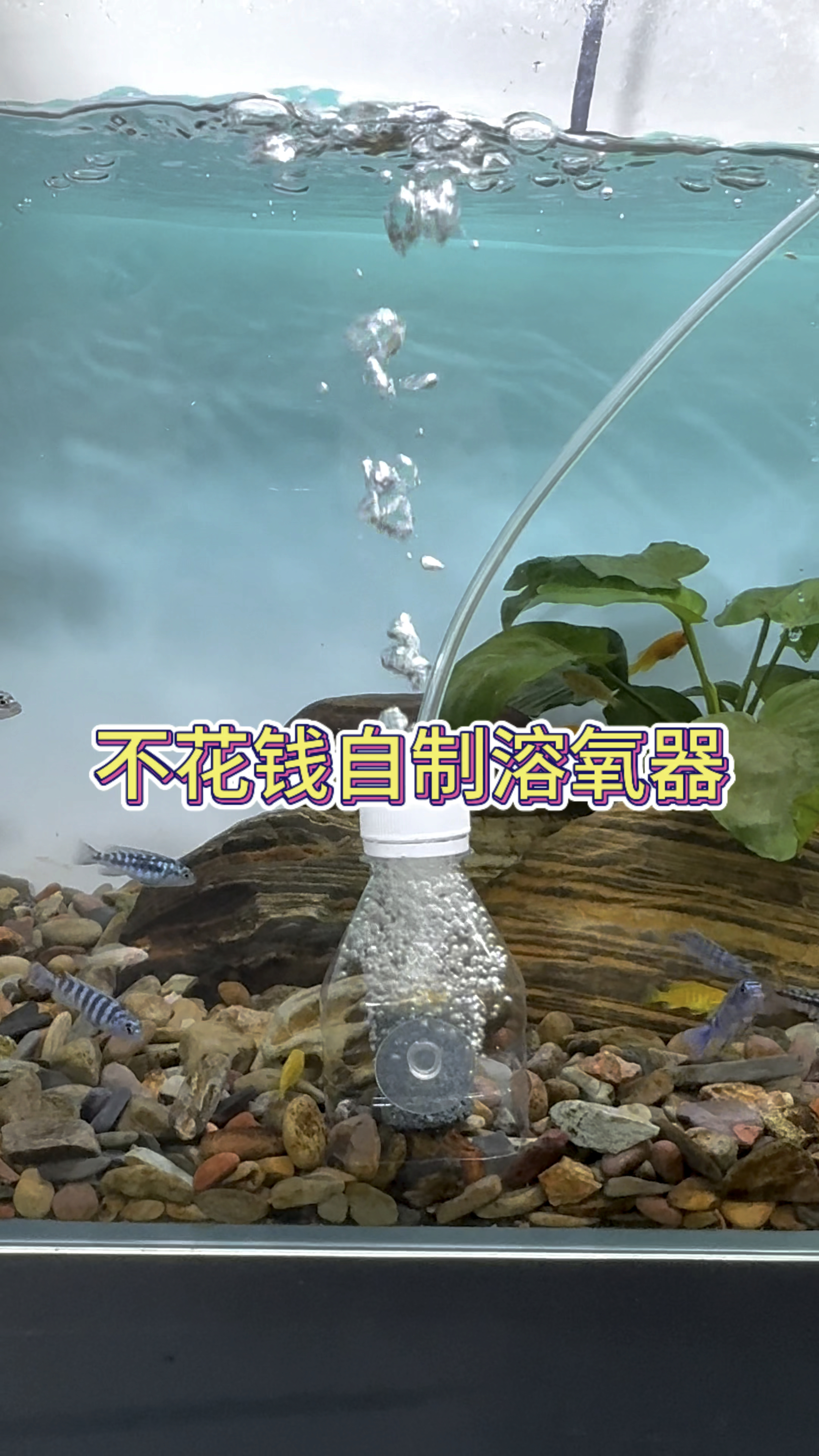 自制溶氧器,气泡不会炸裂。#水族 #观赏鱼 #养鱼养心