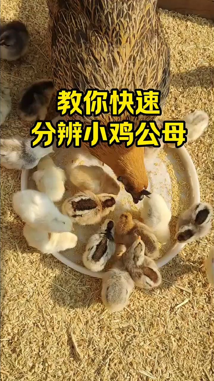 教你快速分辨小鸡公母