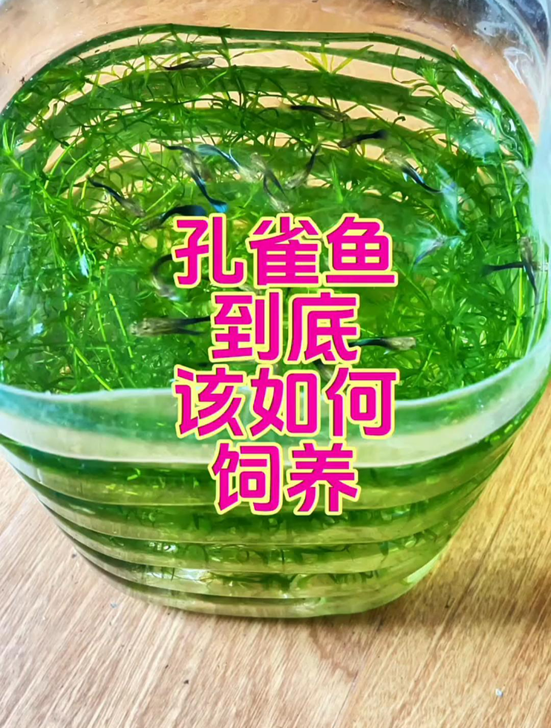 孔雀鱼到底该怎么养才健康?
