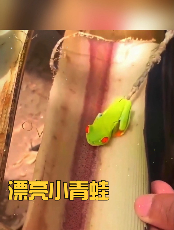 好漂亮的小青蛙啊!