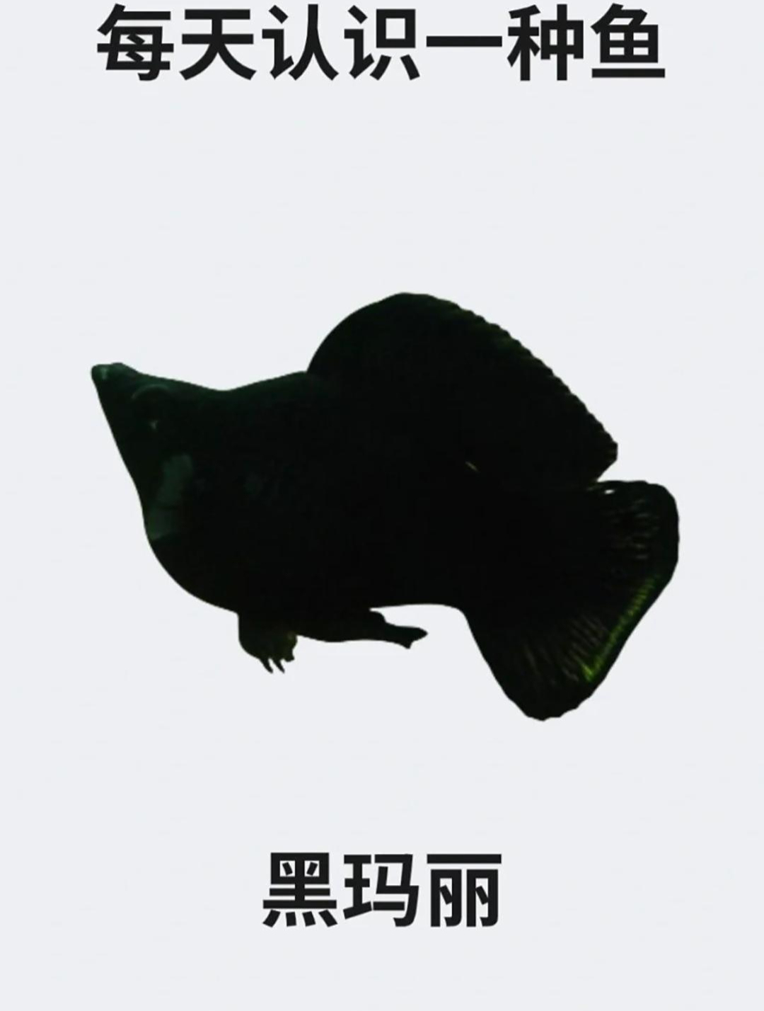 每天认识一种鱼之黑玛丽