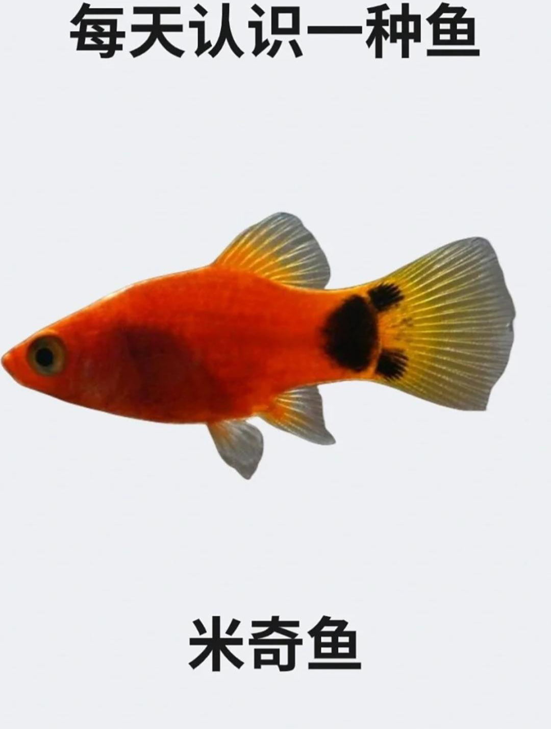 每天认识一种鱼之米奇鱼