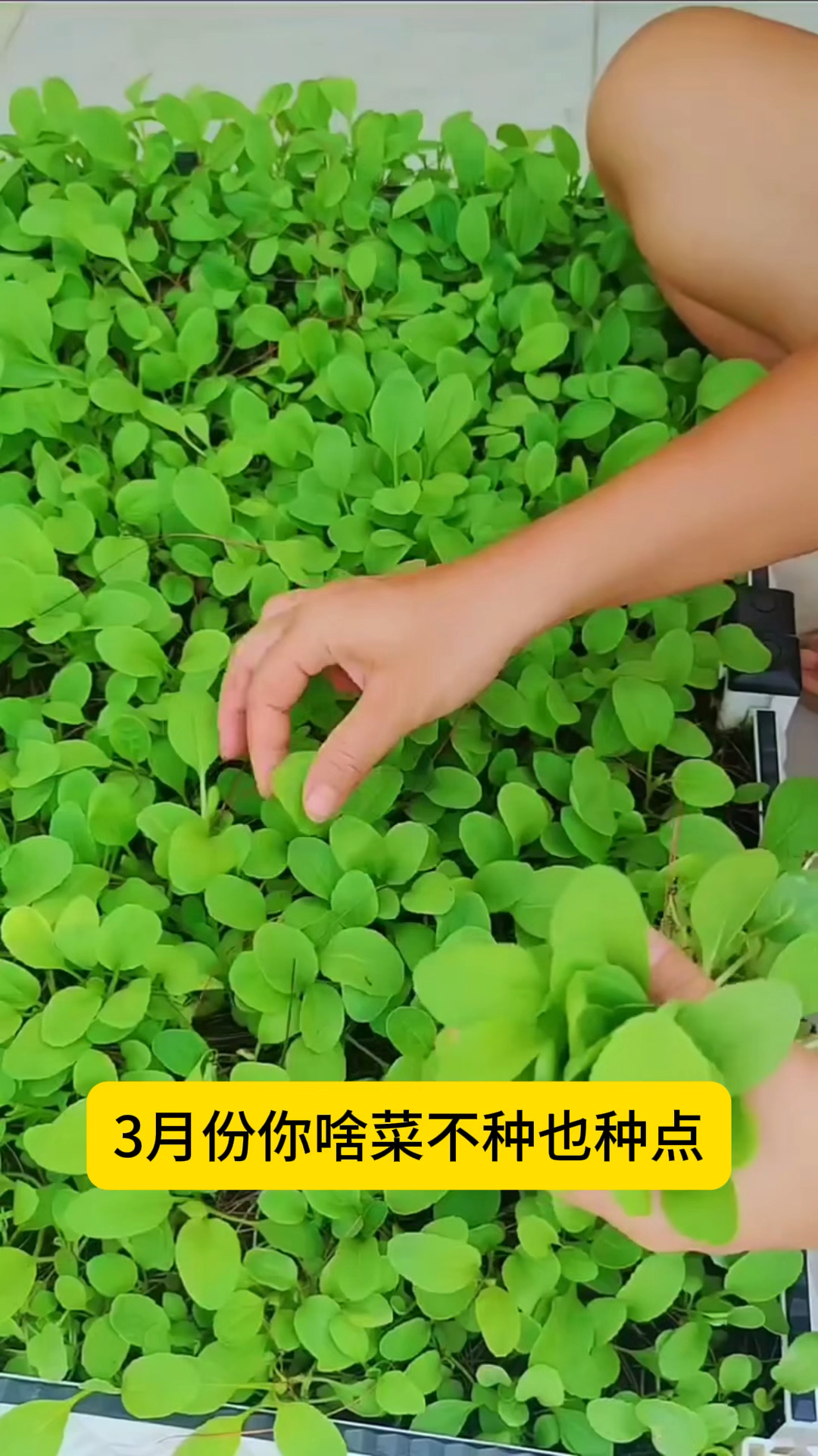 速生鸡毛菜,比小白菜好吃,比小油菜脆嫩,你吃的速度都赶不上它长得速度