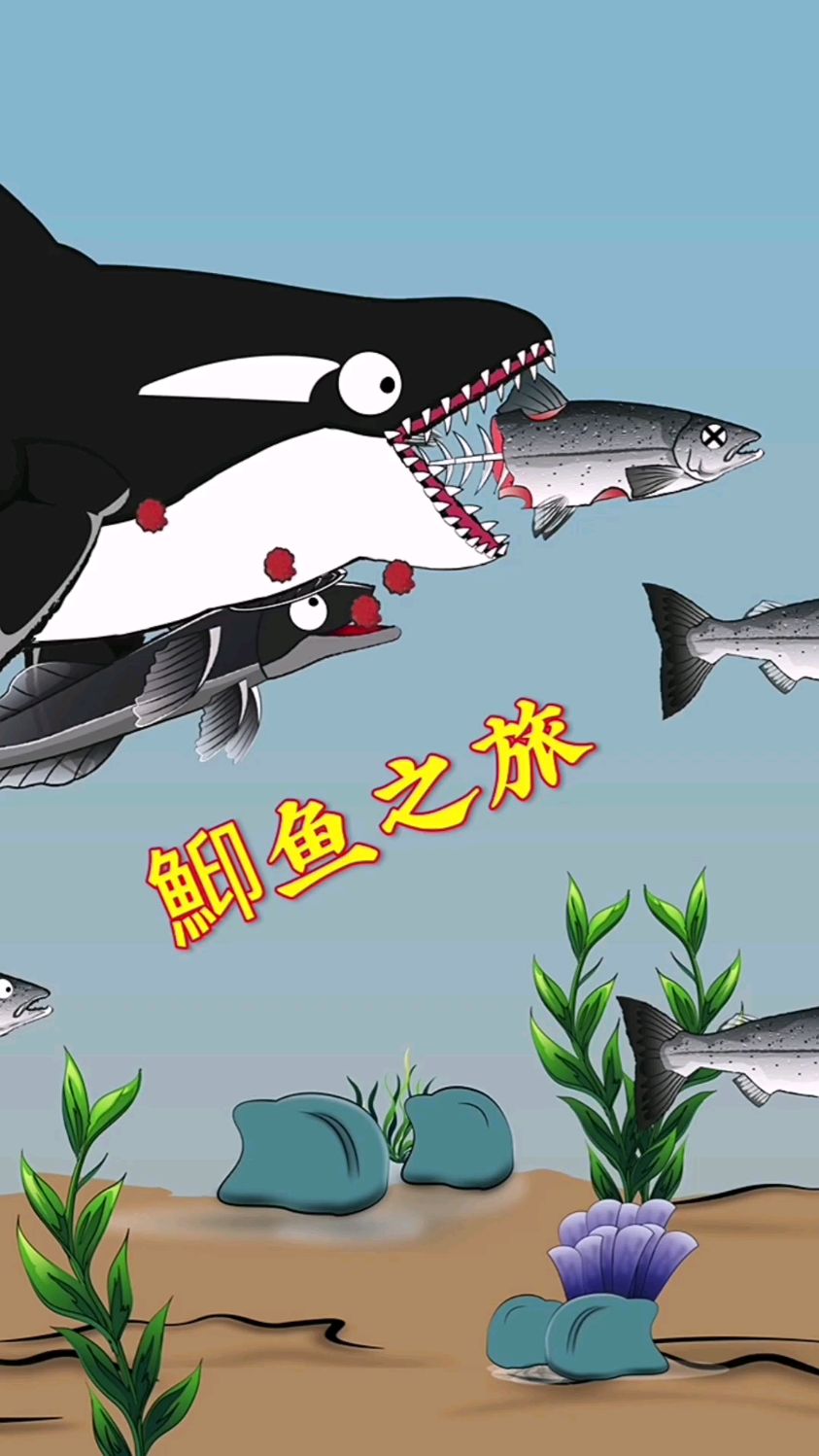 鮣鱼是海洋里最懒的鱼类,靠着吸盘吸附在大型鱼类身上吃残渣!