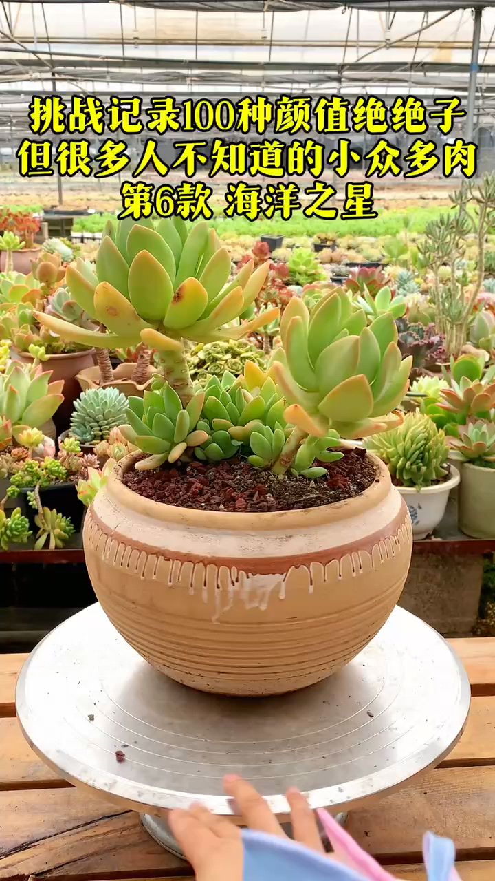 挑战记录100种颜值绝绝子,但很多人不知道的小众多肉第六款