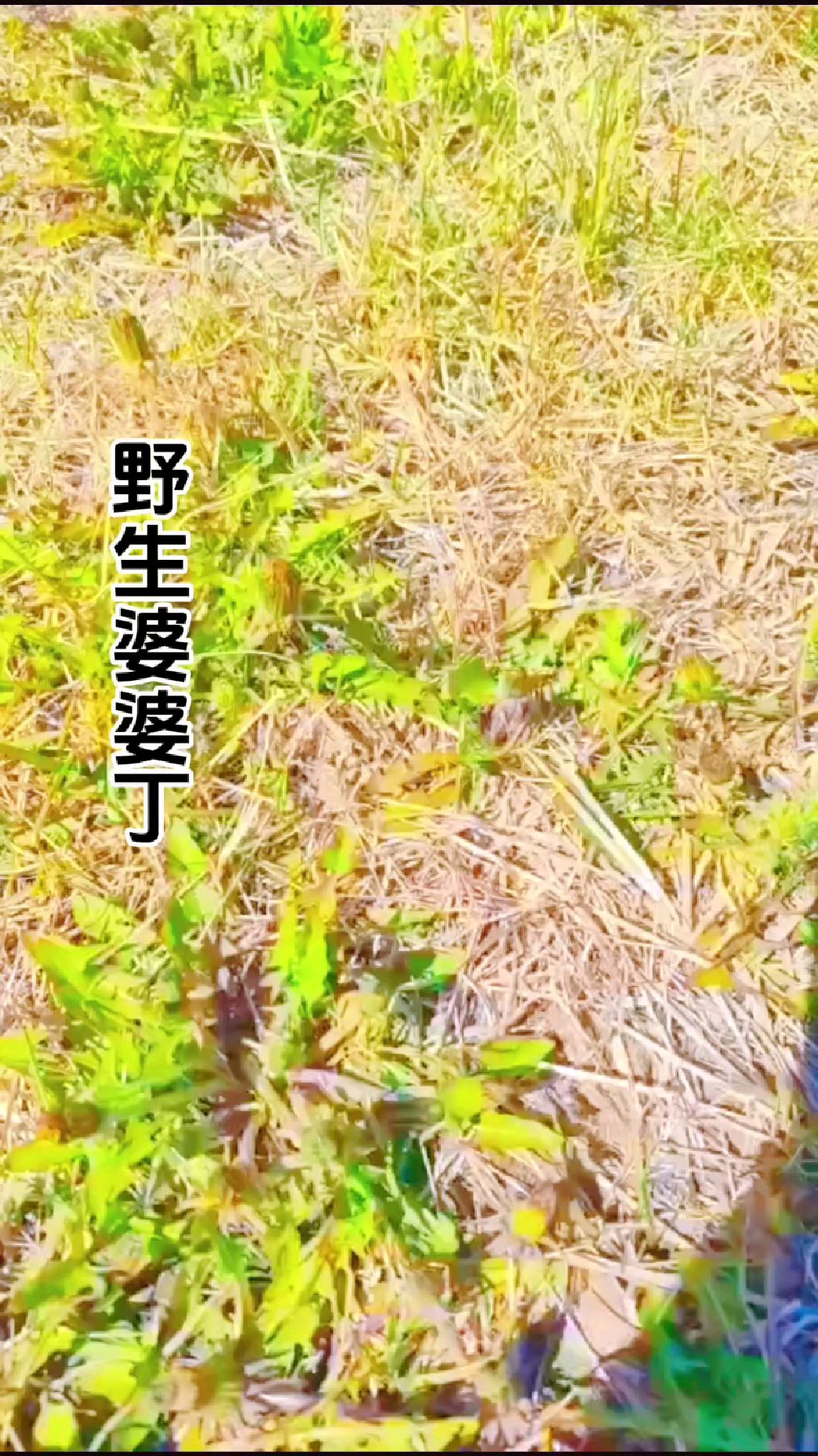 野生植物蒲公英,又名婆婆丁,它的根,茎,叶都有很高的药用价值
