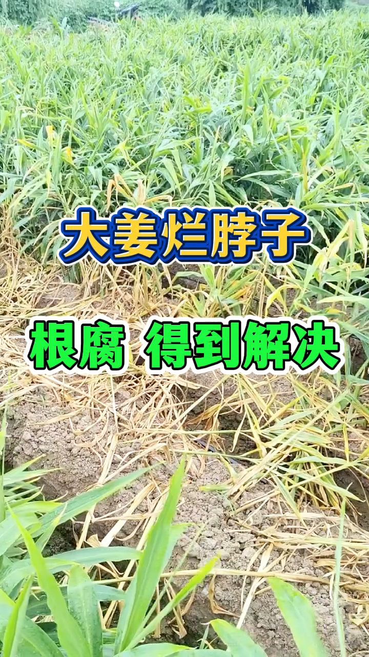 大姜种植姜瘟病、大姜烂脖子病、大姜根腐病、茎基腐病用什么药?