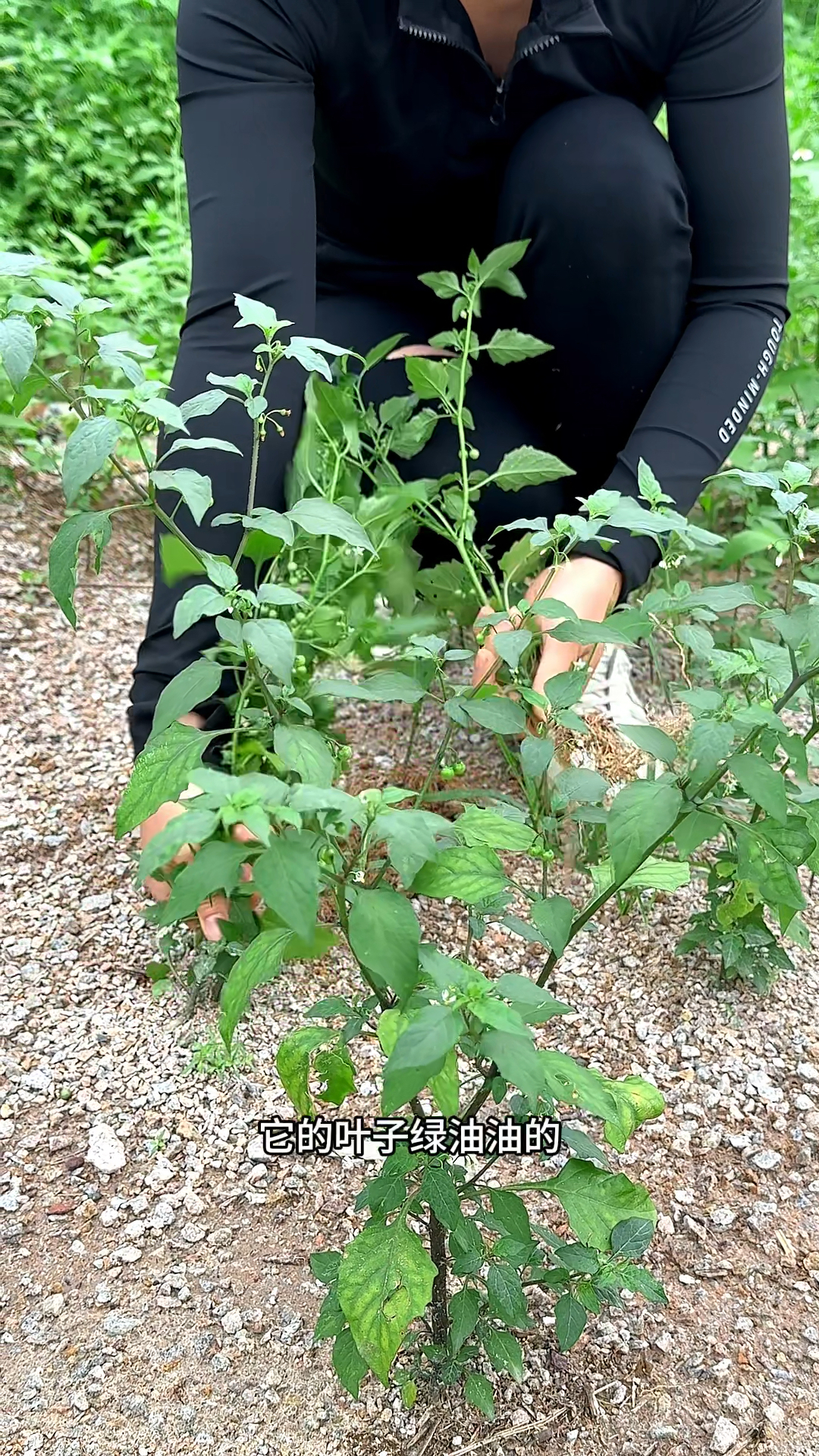 白花菜也叫龙葵,村里的老先生喜欢采收它的根茎回家晒干