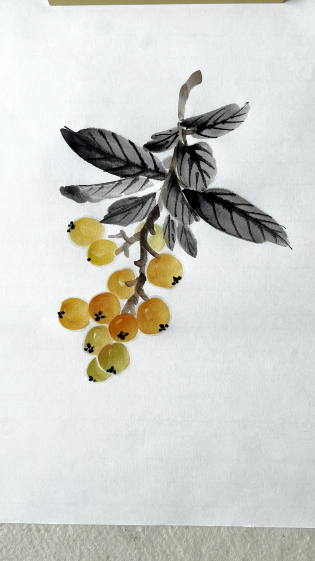 国画写意枇杷的画法