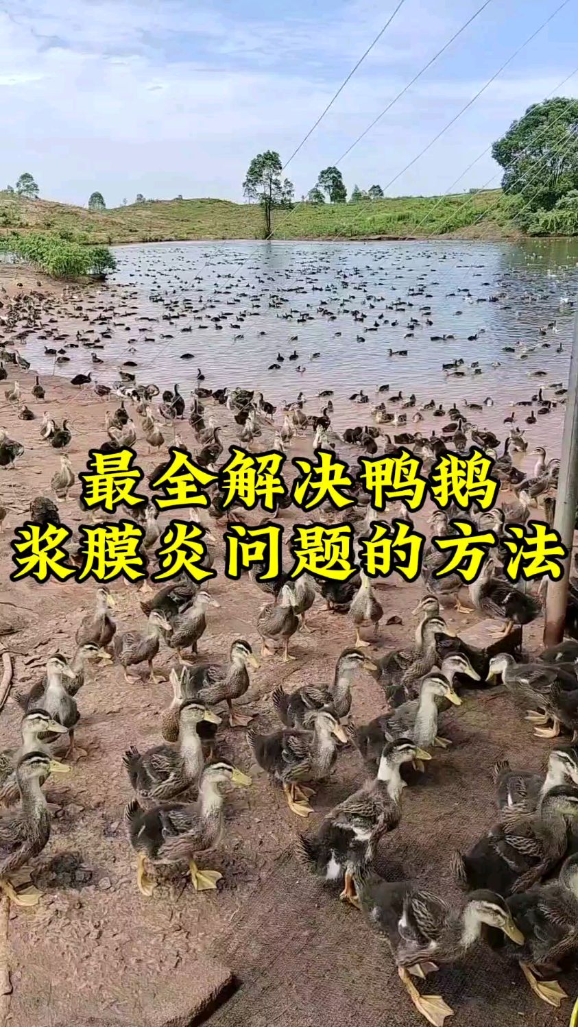 最全解决鸭鹅浆膜炎问题的方法