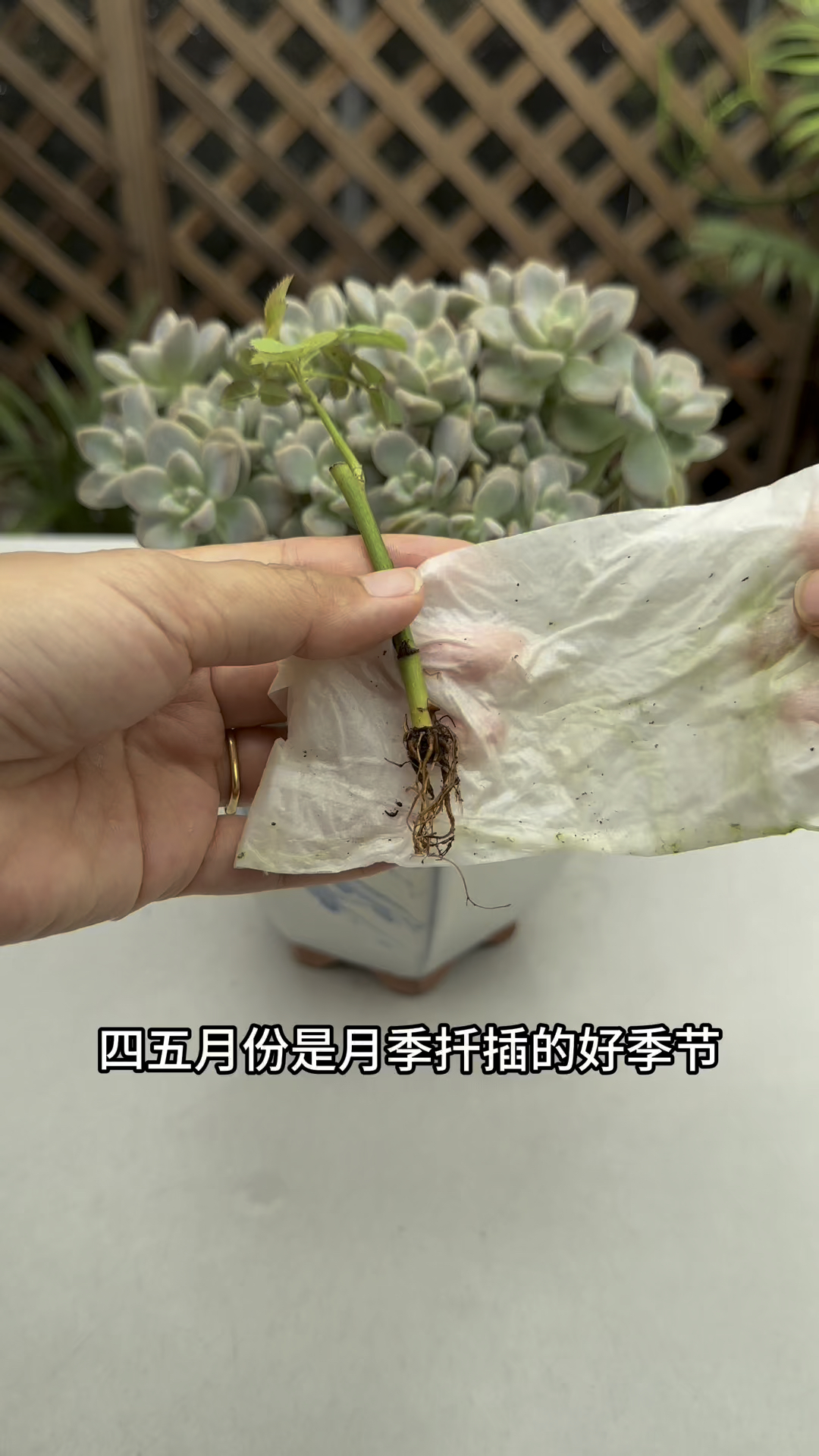 五月份是扦插月季的好季节#扦插#月季扦插#爱生活爱养花