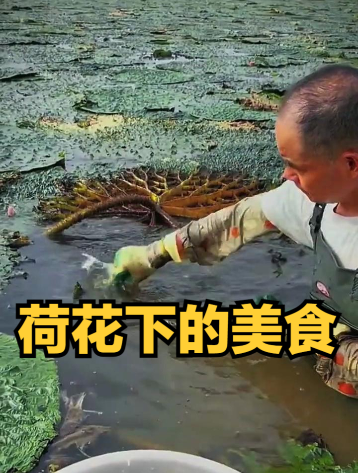 荷花下的美食,这是什么东西好哥搞笑配音