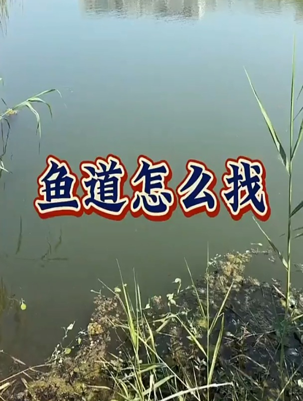 鱼道是什么?野钓怎么找鱼道?老钓友详细讲解!