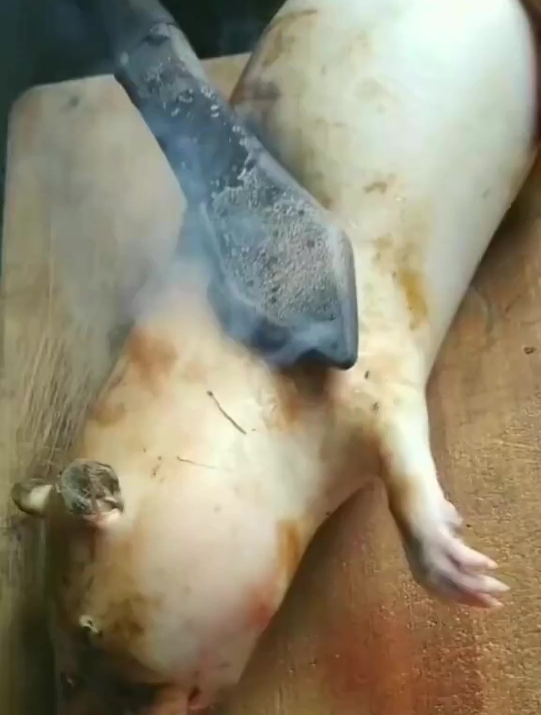 大家吃的是烤乳猪,是这个品种,还是小猪崽?