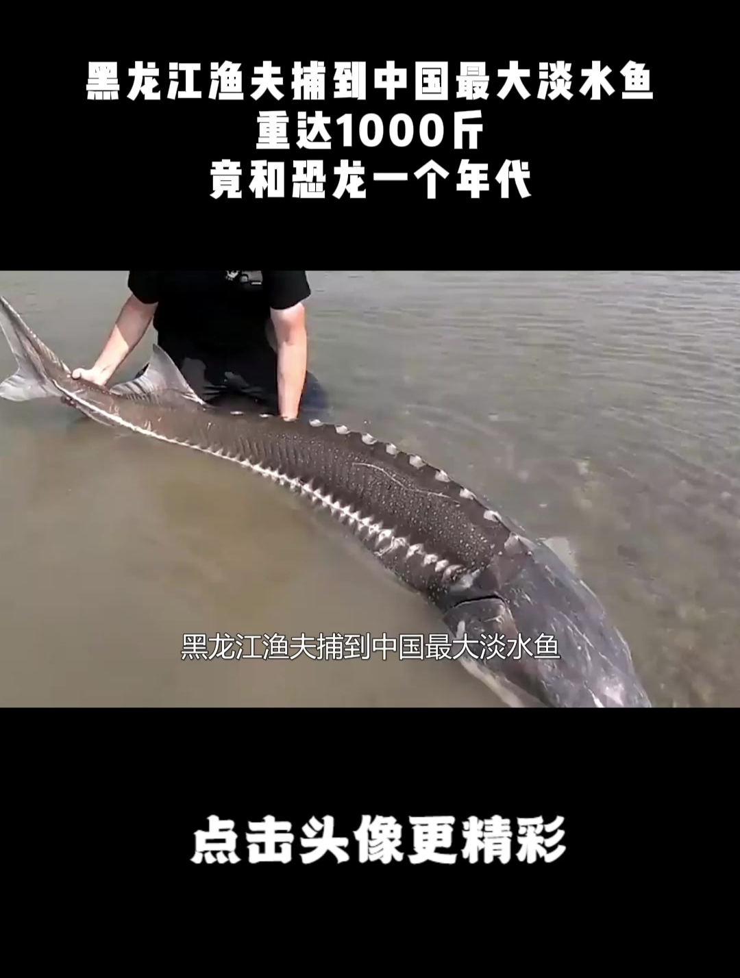 黑龙江渔夫捕到中国最大淡水鱼,重达1000斤,竟和恐龙一个年代