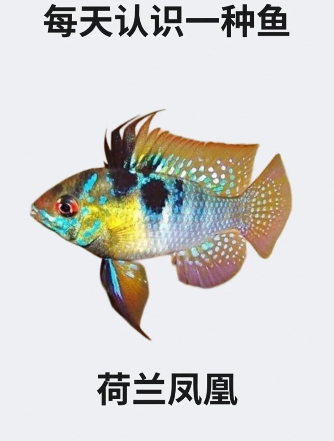 每天认识一种鱼之荷兰凤凰