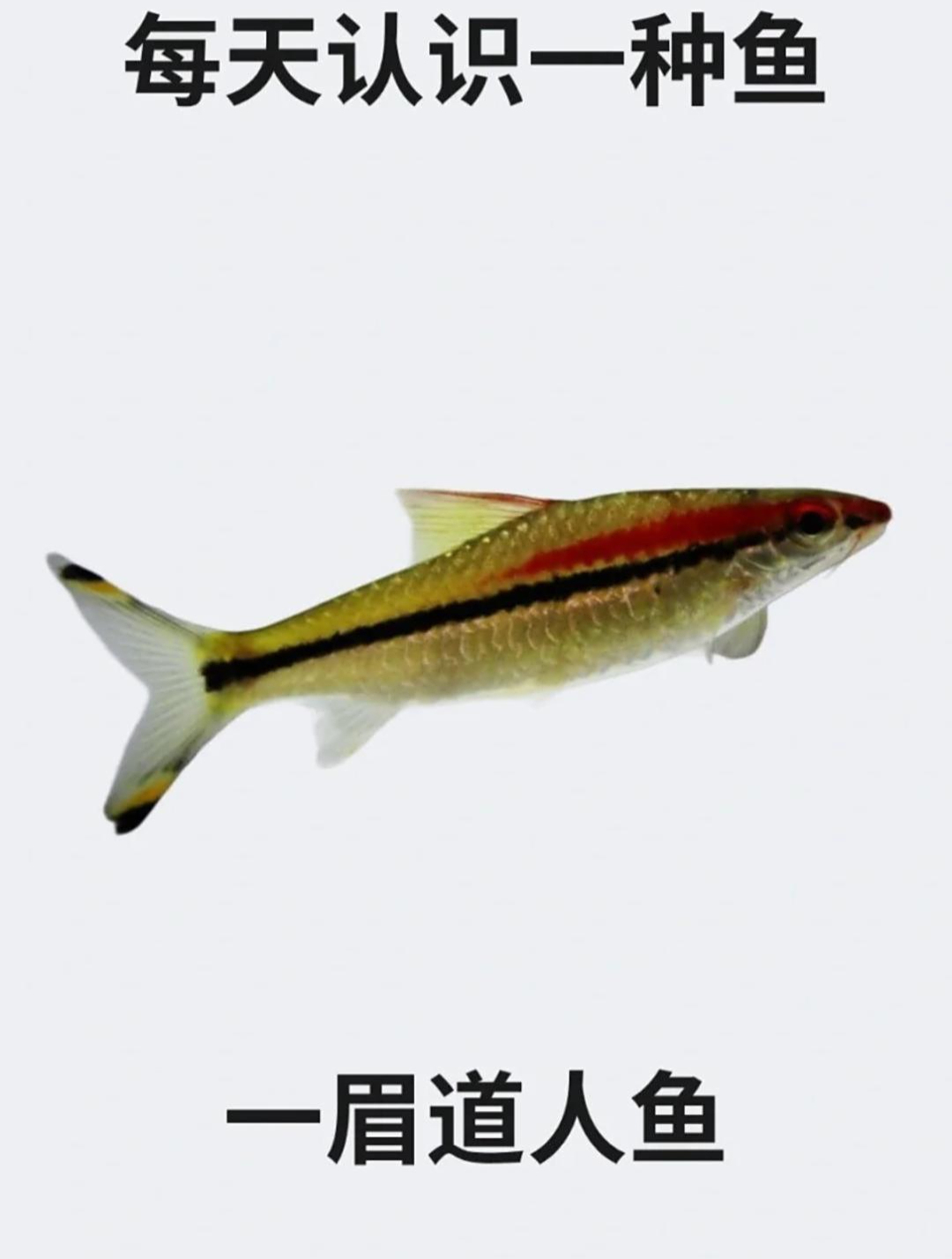 每天认识一种鱼之一眉道人鱼
