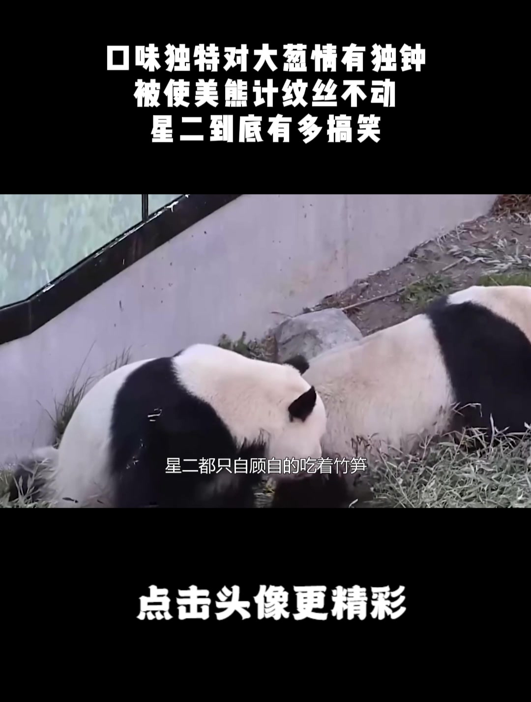 口味独特对大葱情有独钟,被使美熊计纹丝不动,星二到底有多搞笑