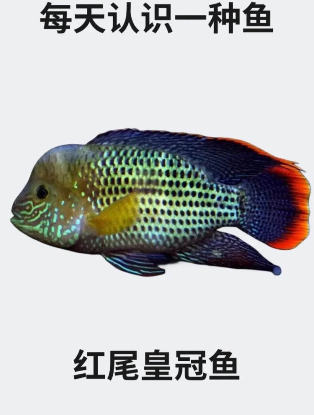 每天认识一种鱼之红尾皇冠鱼