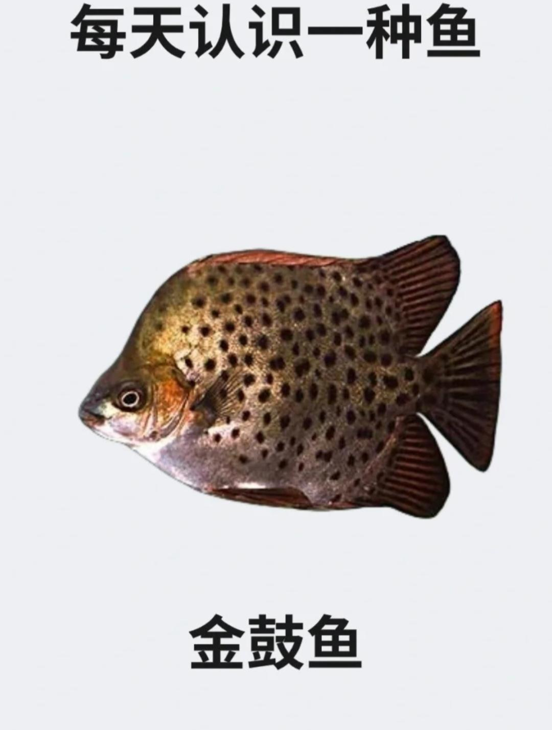 每天认识一种鱼之金鼓鱼