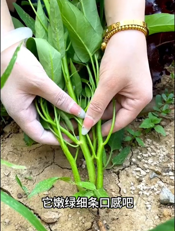 可以生吃的空心菜,分三个叉生长,撒种就等着采收!
