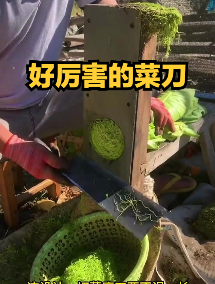 白菜切丝,竟然是这样切的!