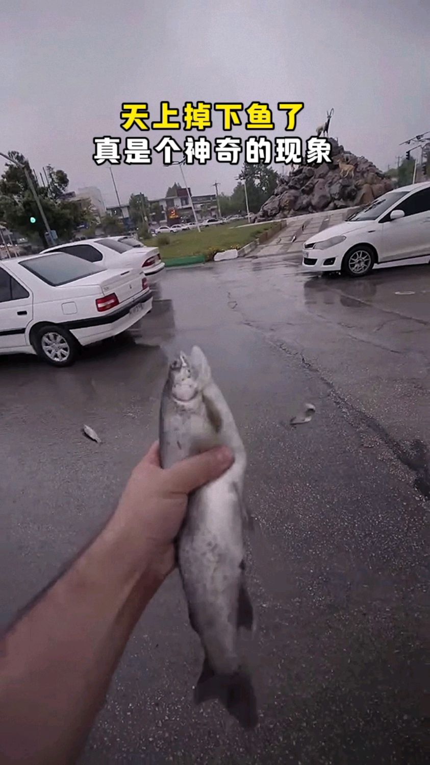 天上竟然掉鱼了!真是个神奇的现象呀