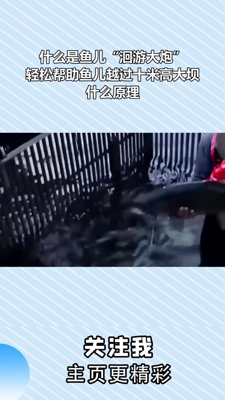 什么是鱼儿“洄游大炮”?轻松帮助鱼儿越过十米高大坝,什么原理