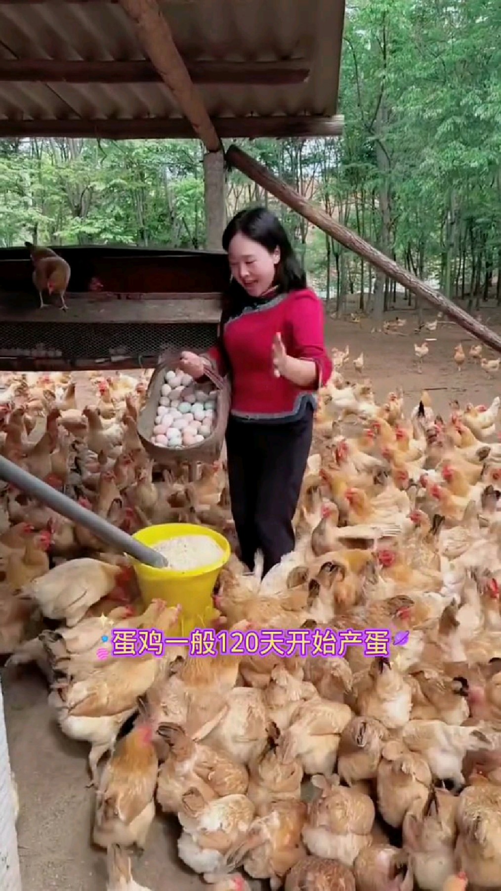 母鸡不产蛋,怎么办