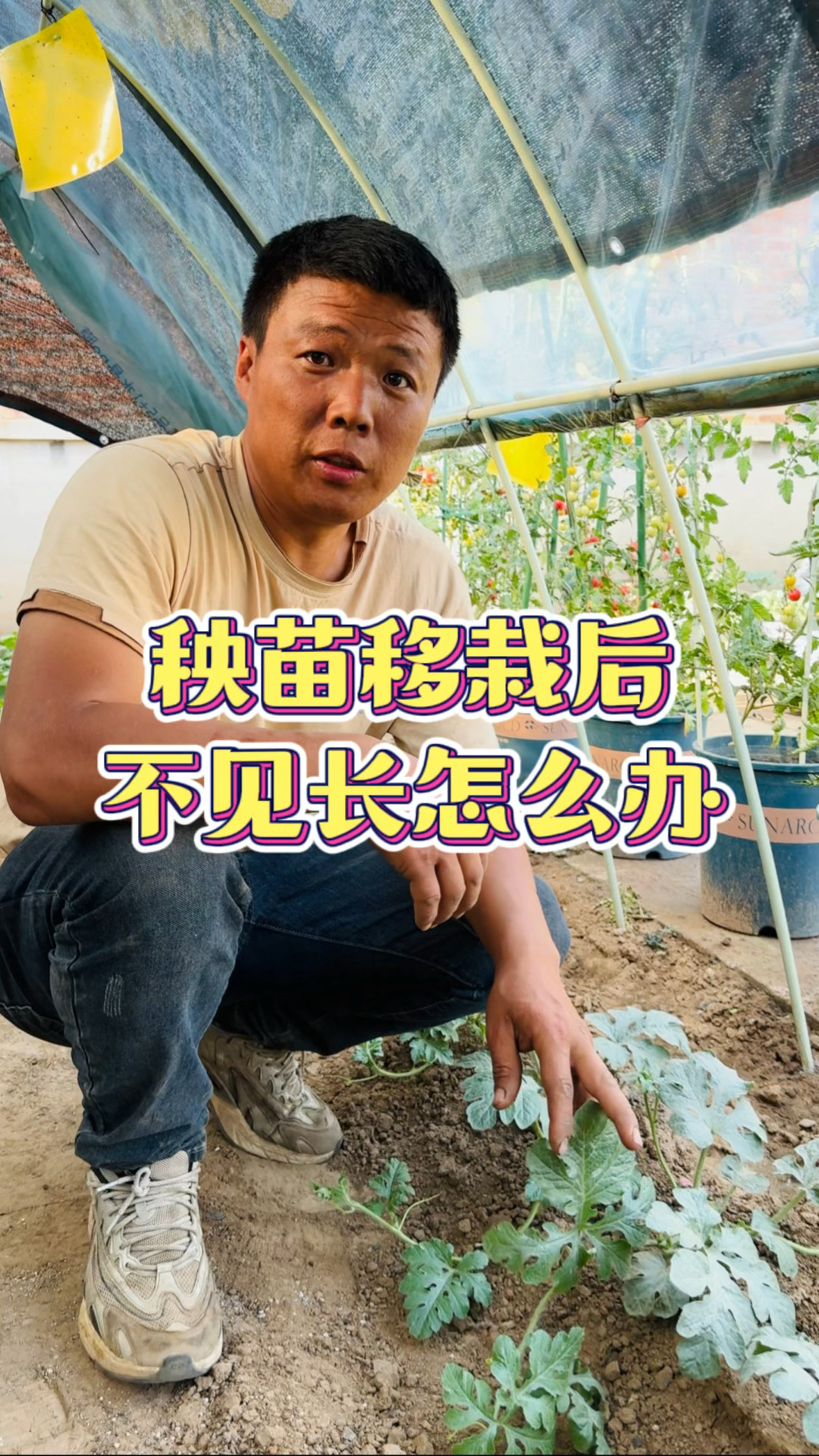 蔬菜秧苗移栽后不见长怎么办