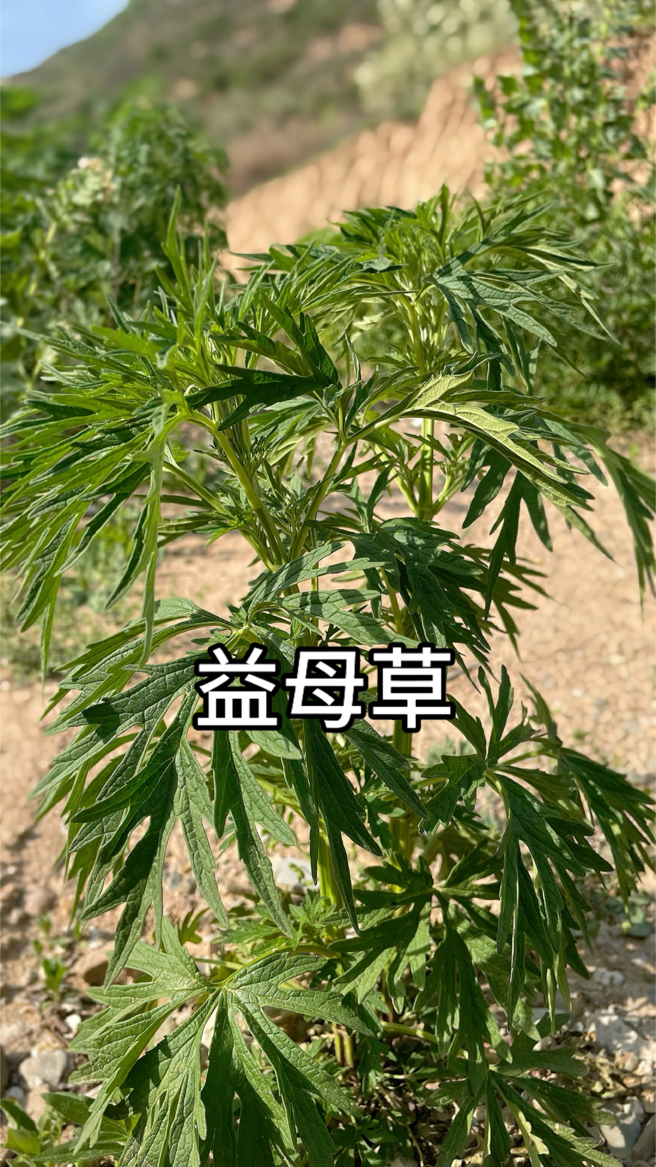 益母草,你的家乡有这种植物吗?