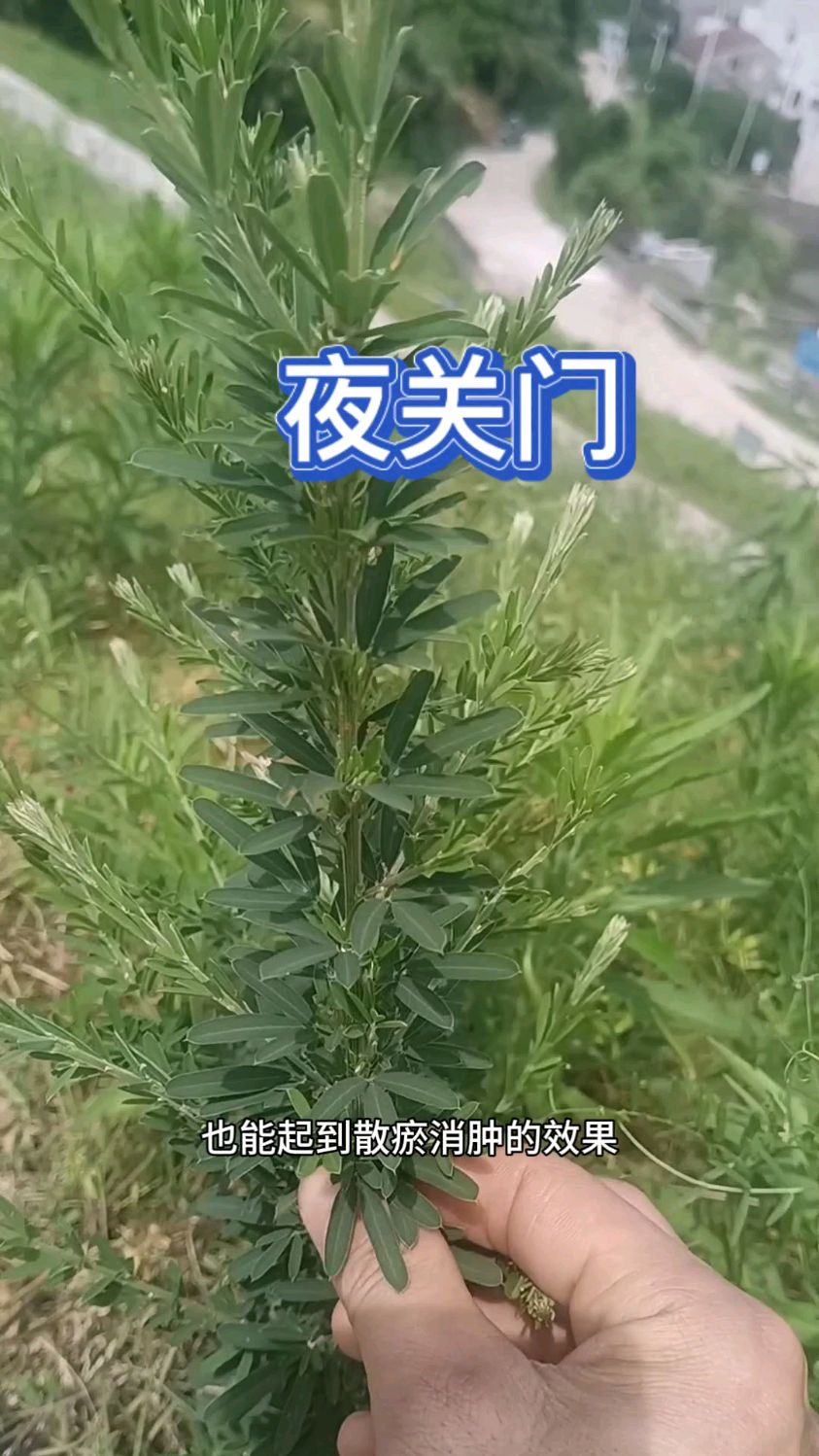 野生植物“夜关门”,这植物你家乡有吗