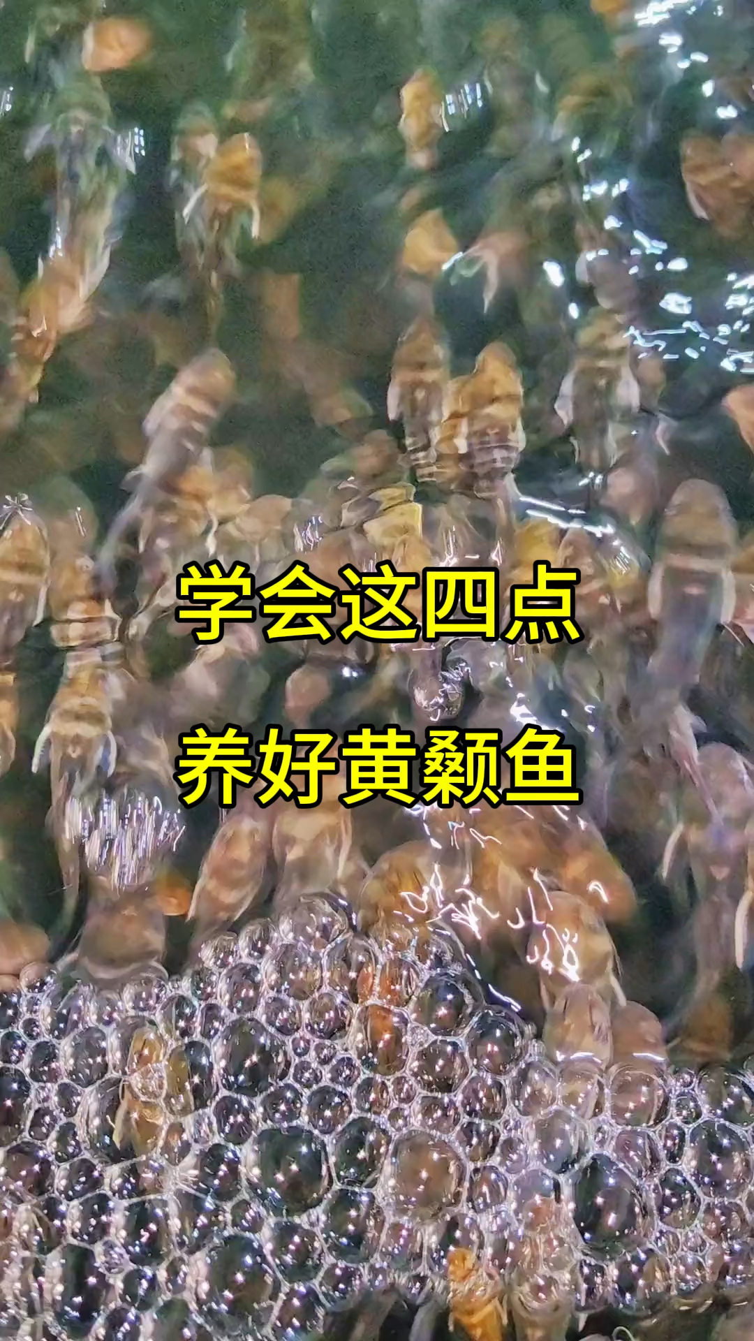 养好黄颡鱼,记住这四点让你养殖高产