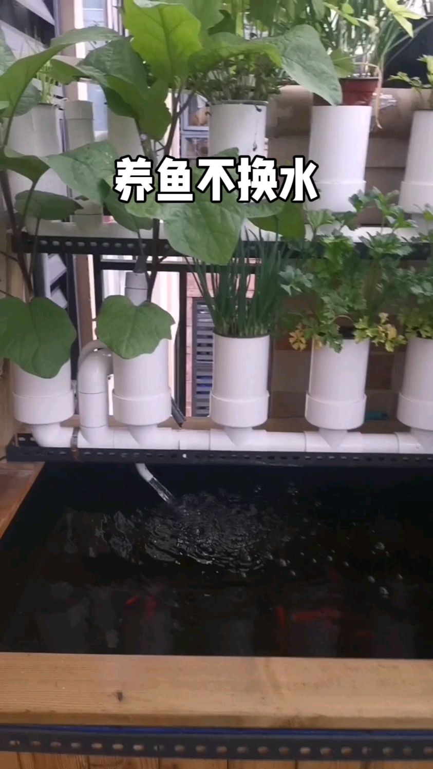 #鱼菜共生 #田园生活 #庭院鱼池 好的生态水循环,可以养鱼不换水