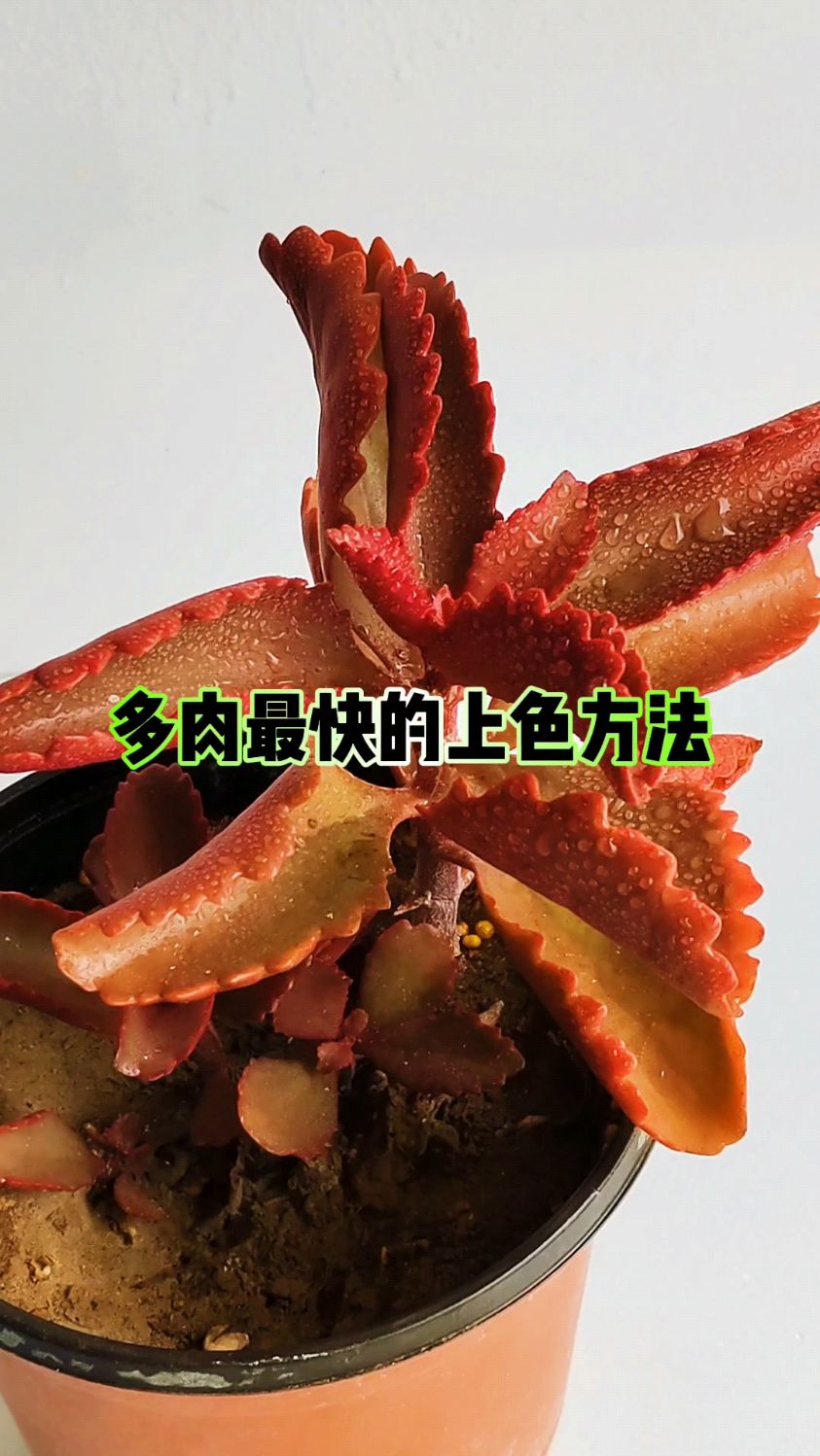 多肉最快的上色方法