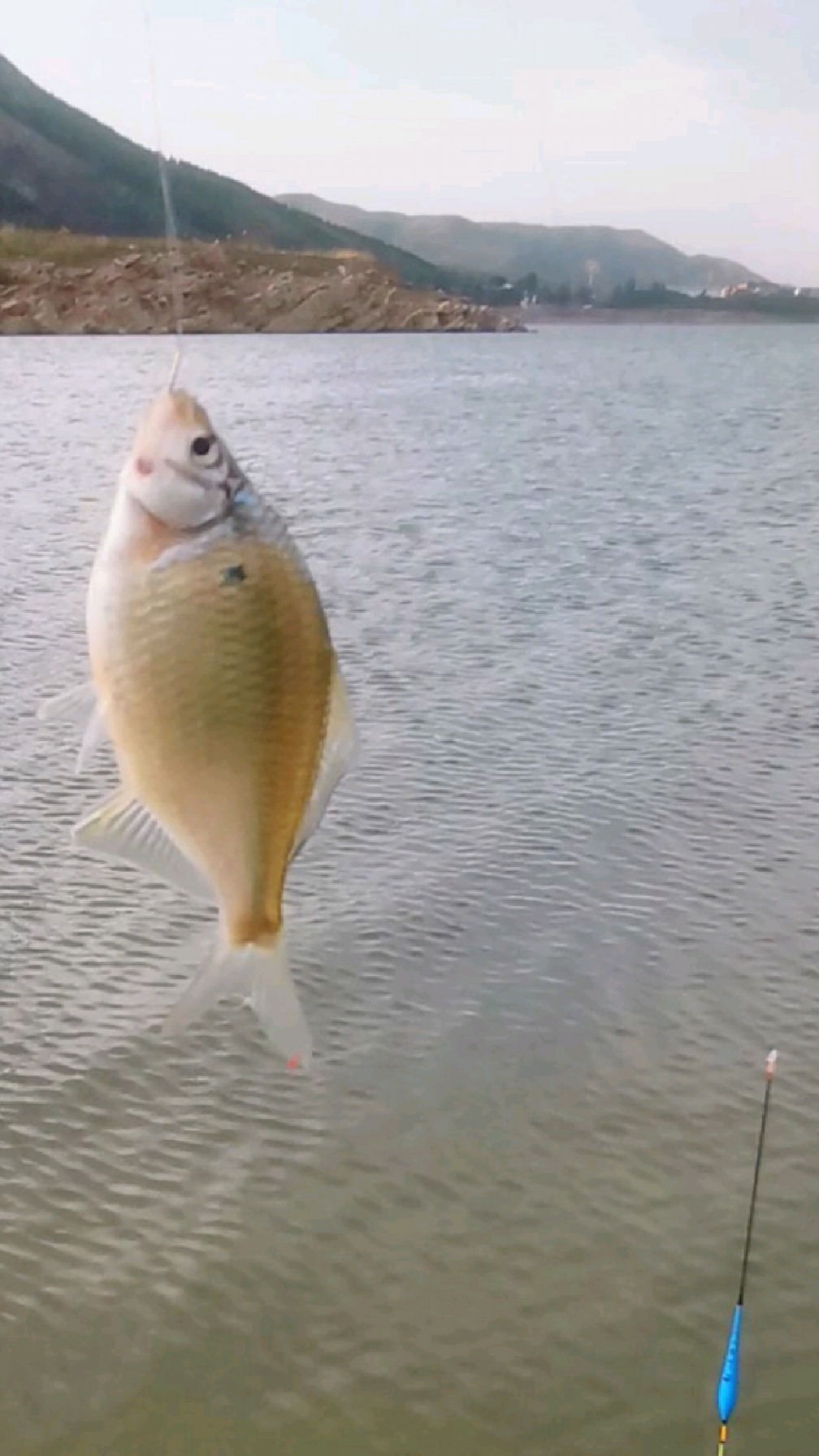 小镜鱼(鳑鲏)真不小啊!一个接近一两啊!